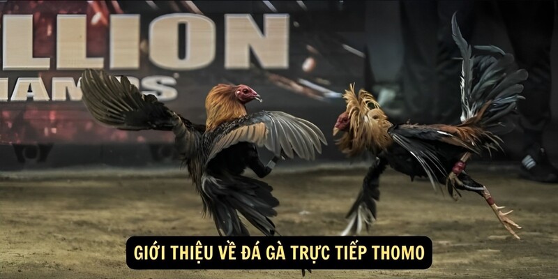 Giới thiệu khái quát chung về đá gà trực tiếp Thomo