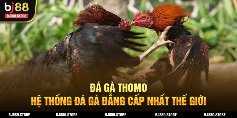 Đá gà thomo ảnh đại diện